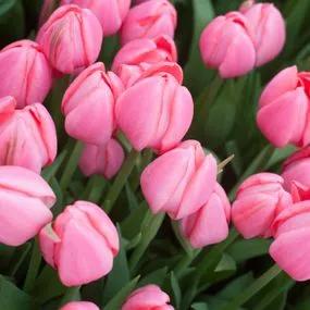 Fusarino Tulip Bulbs Triumph (Tulipa Fusarino)